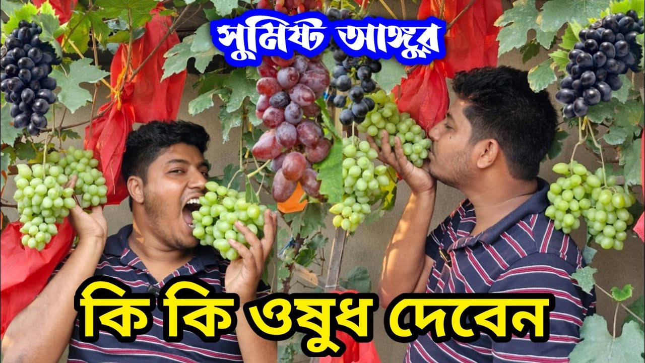 কি কি মেডিসিন দরকার আঙ্গুর গাছে ও তার সঠিক ব্যবহার পদ্ধতি। ভালো গাছ করতে অবশ্যই জানতে হবে।