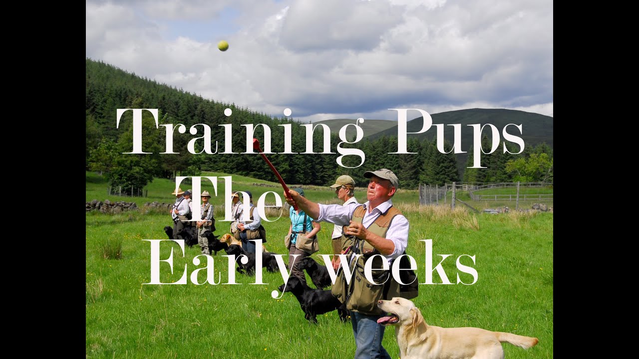 Dog Training with Oakshot Gundogs. Labrador puppy recall and retrieving.