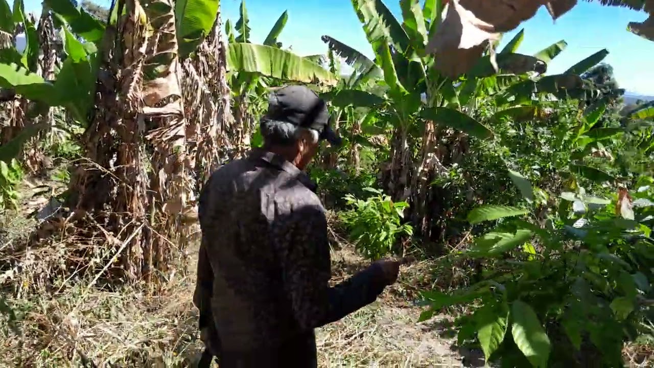 SEGUNDA PARTE DE LA CHAPODA DEL CACAO 