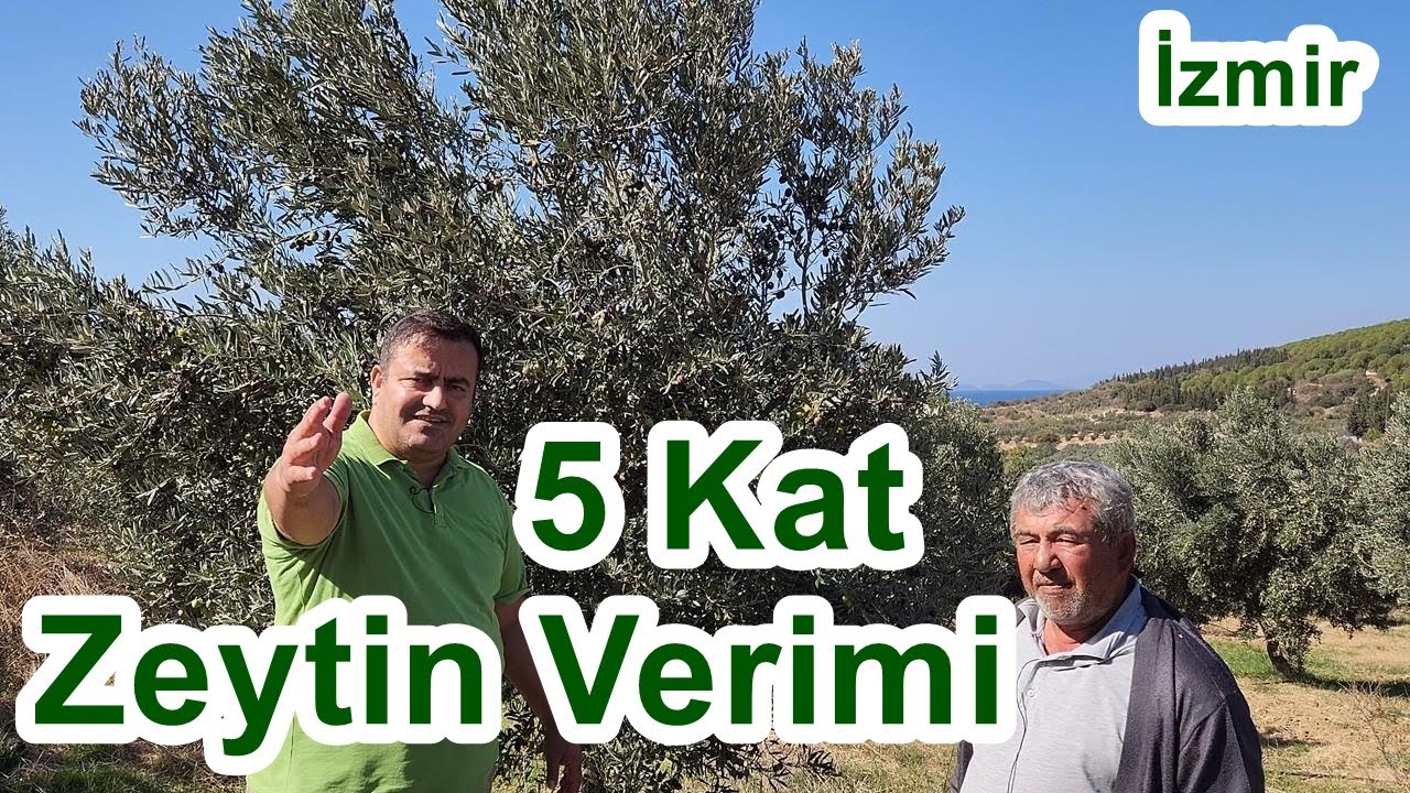 Bu Şekilde Zeytin Gübreleme İle 5 Kat Verim Artışı Sağladı