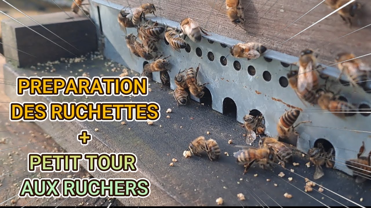 Préparation des ruchettes et petit tour aux ruchers.