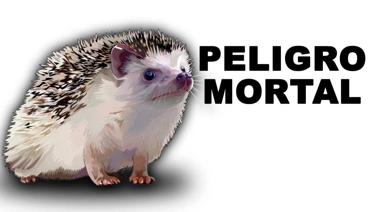 🦔 Que tan PELIGROSAS son las PÚAS de los ERIZOS de TIERRA - Animales Salvajes