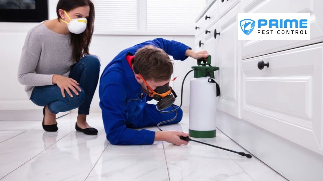 Pest Control GTA Exterminator