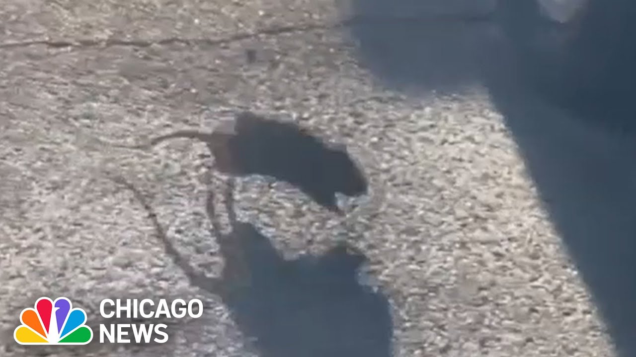 Chicago residents CONCERNED over rat infestation in Portage Park