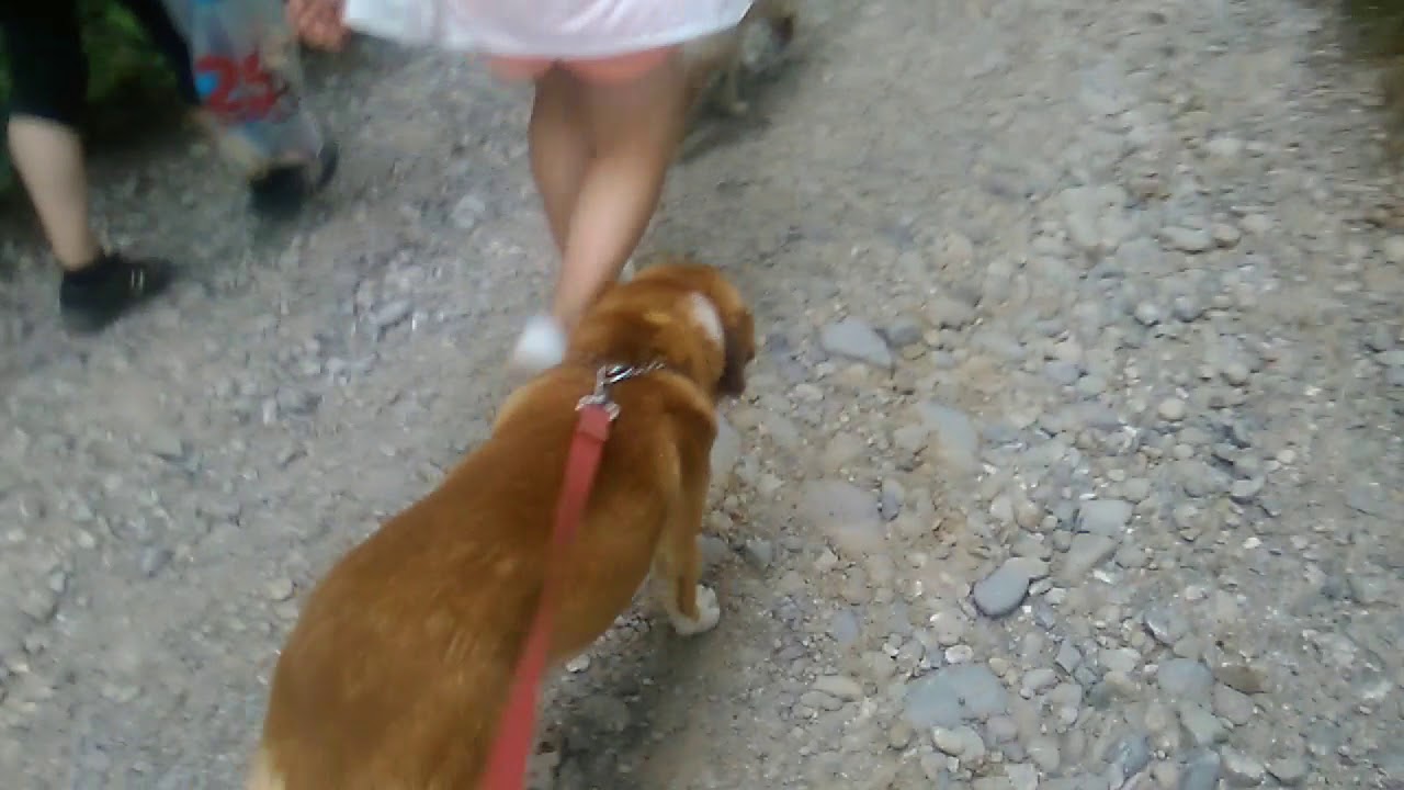 DogTreking 2/2