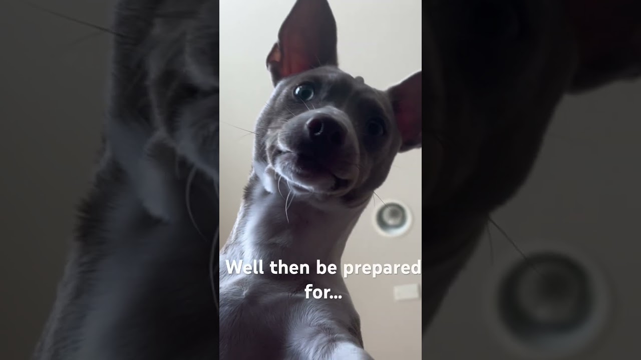 So you think you want a Rat Terrier?!🐶 #funny #dog #shorts #cute