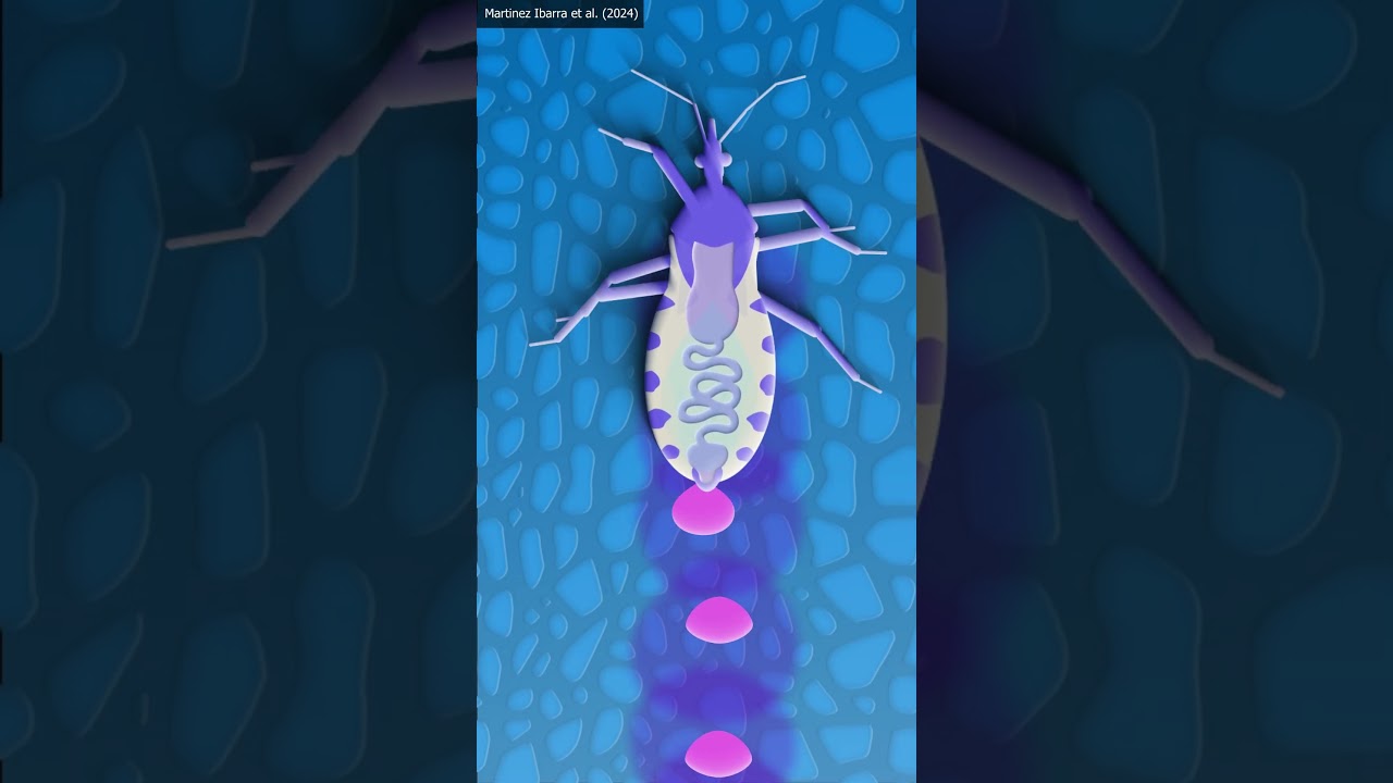 Enfermedad de Chagas #chagas #divulgacioncientifica #laboratorioclinico