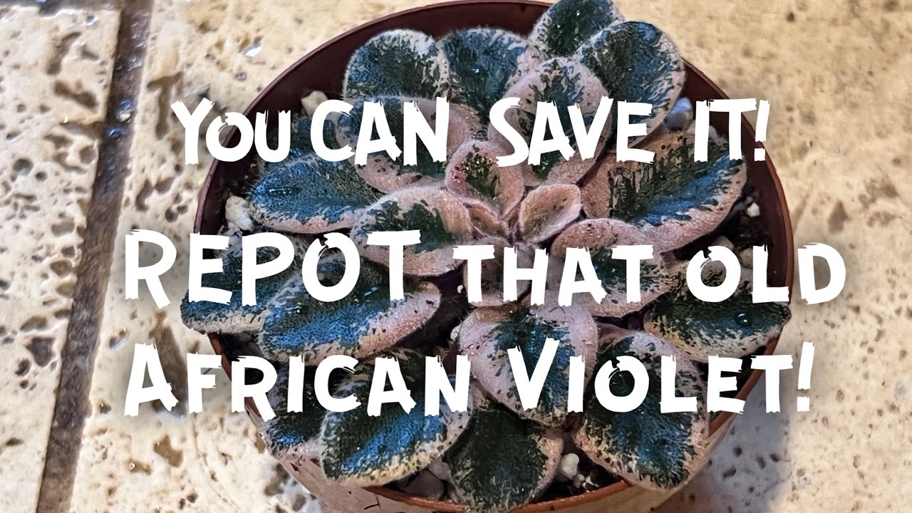 Old violet? REPOT!