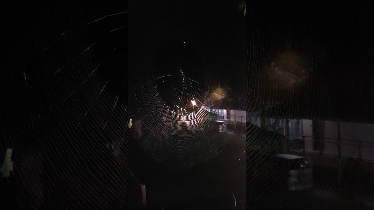 Spinneweb