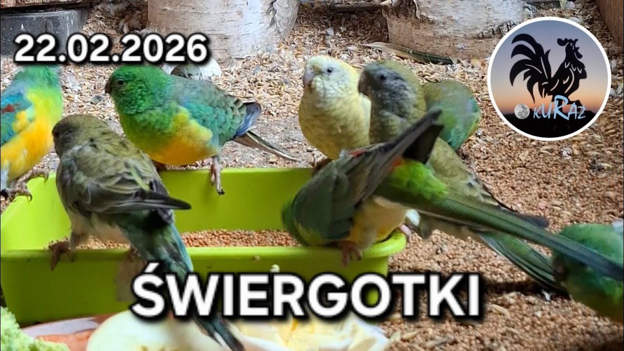 Papugi Świergotki * Red Rump Parakeet * 22.02.2026