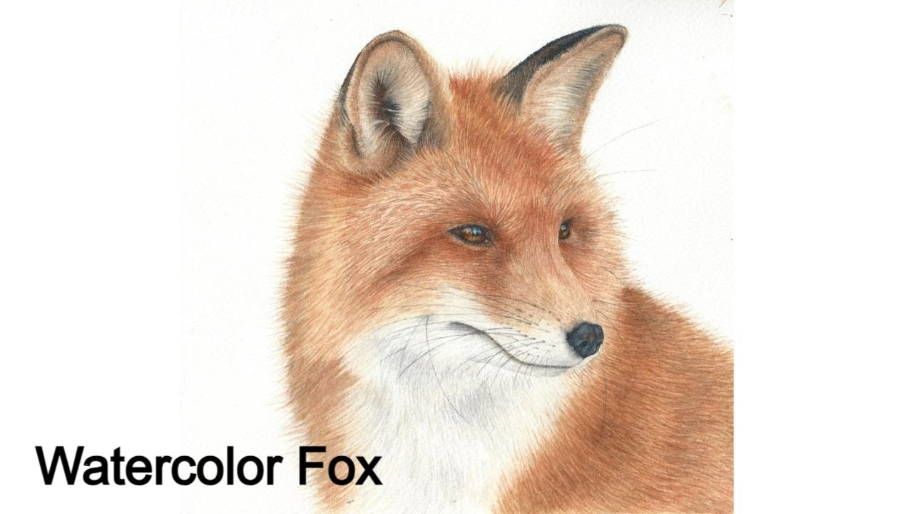 How to Paint a Realistic Fox in Watercolor, Course Preview