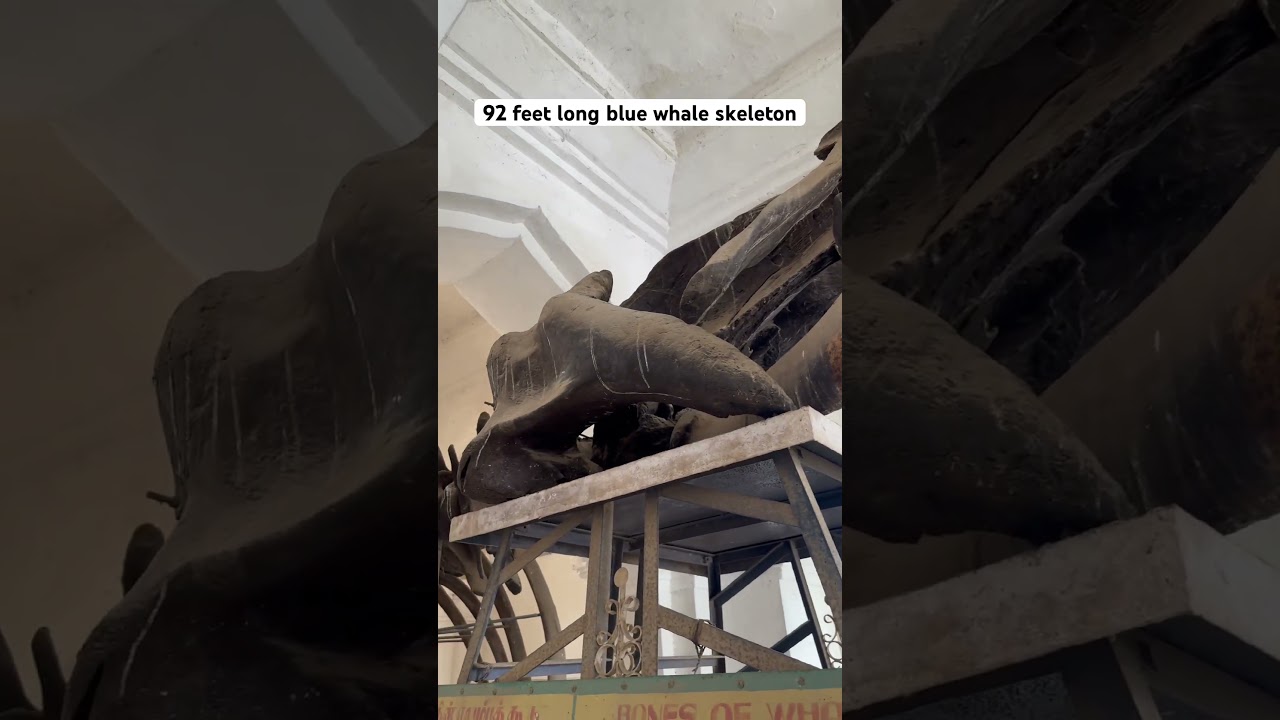 Blue whale skeleton in Tamil nadu India #tamil #tamilnadu
