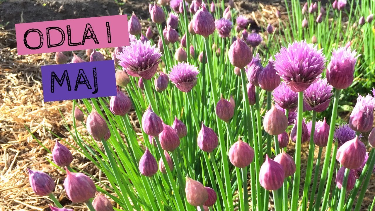 Odla i MAJ - Sådder, utplantering och täckodling