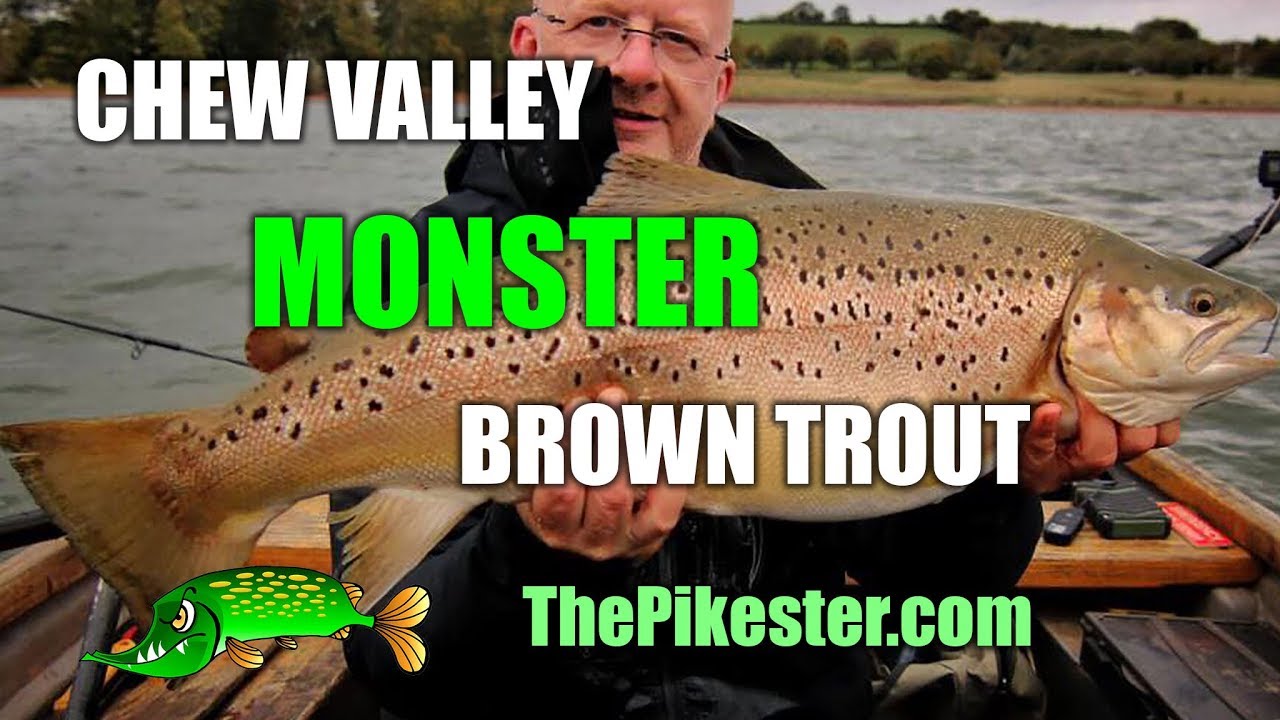 Chew Valley Lake Monster Brown Trout