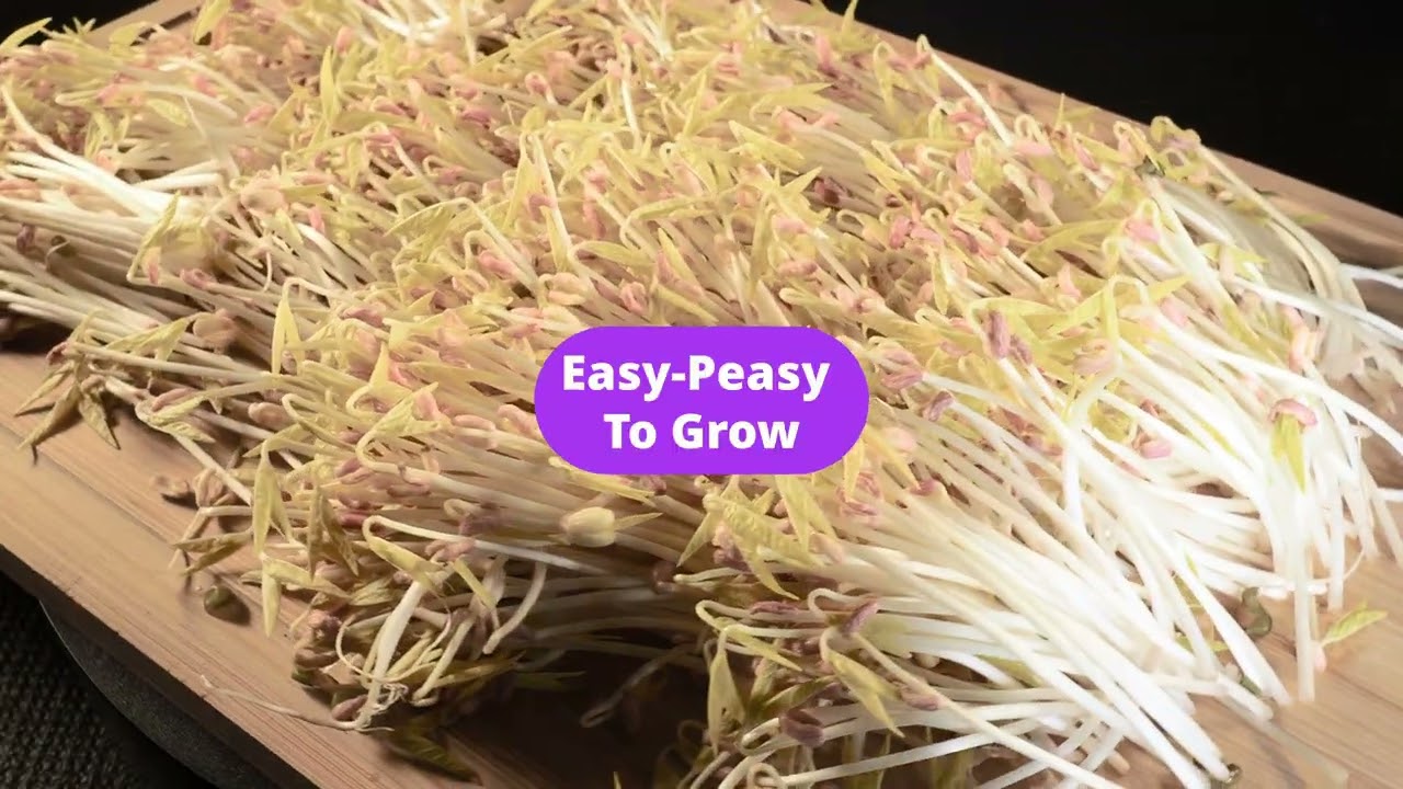 Mung Beans Sprouts Trays Jars Mung Beans,