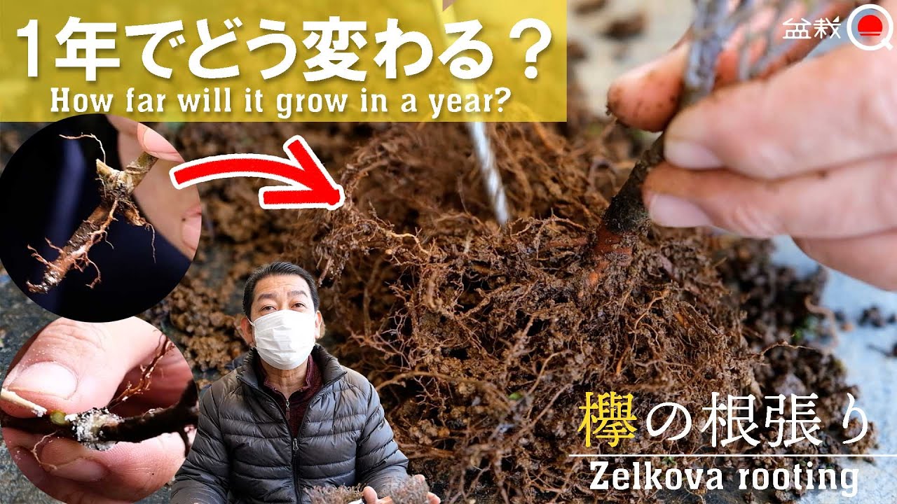 【欅】1年で変わる？ケヤキの八方根張りを作ろう【盆栽Q】