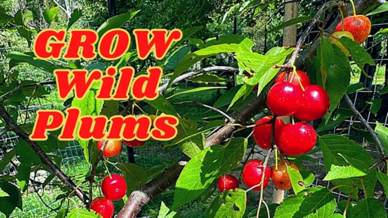 Wild Plum — enjoy fruit from native plants in YOUR yard!