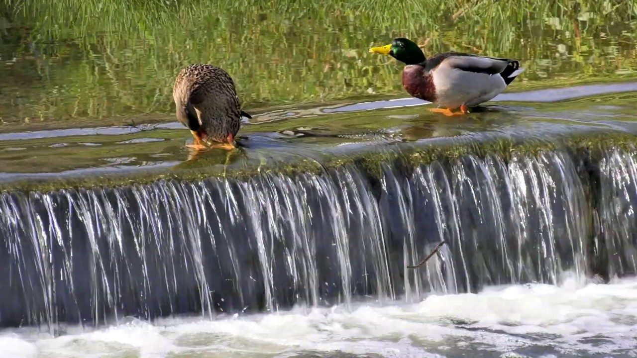 Da Foz à Nascente: uma viagem pelo Rio Lizandro