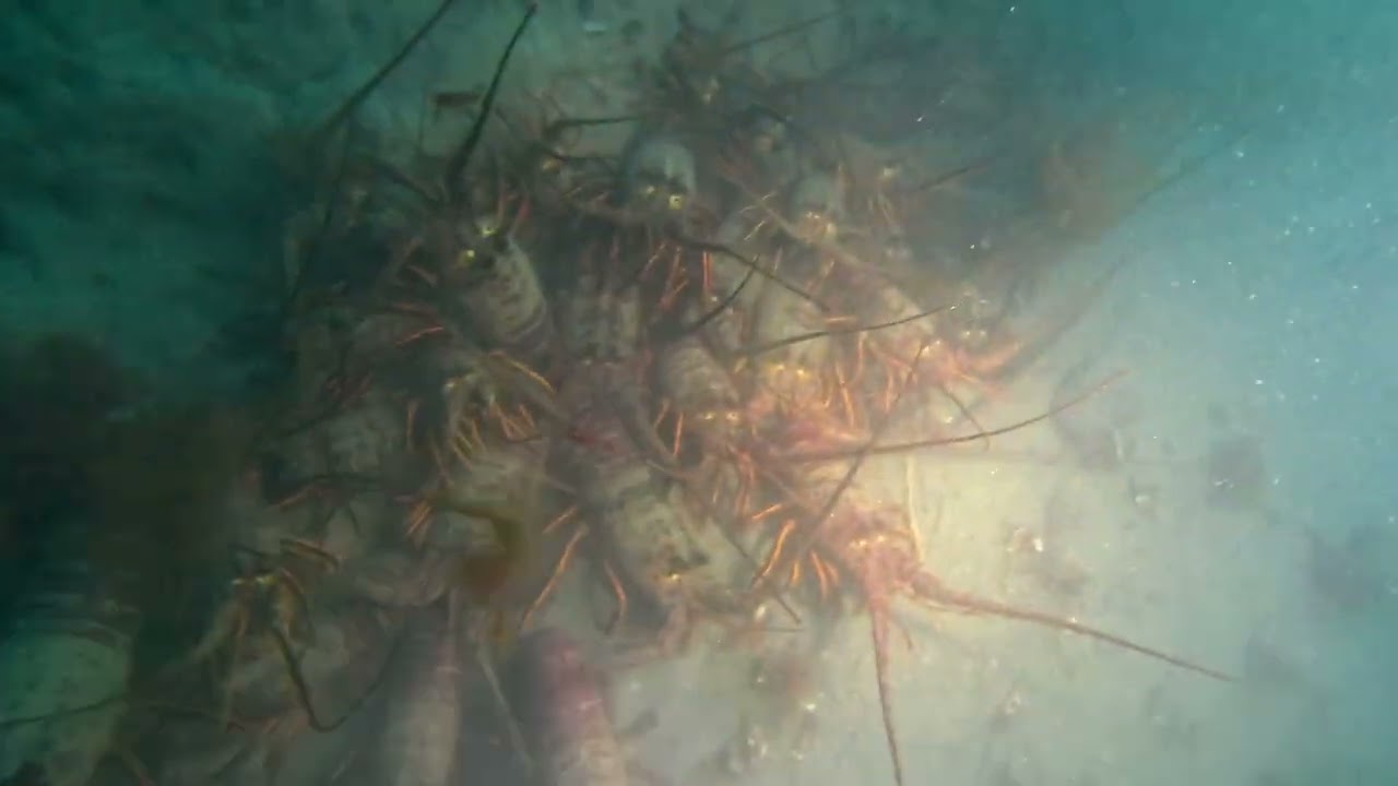 La Jolla Dives