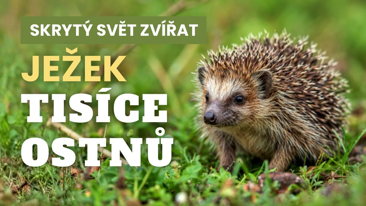 Ježek: Divoký návštěvník českých zahrad