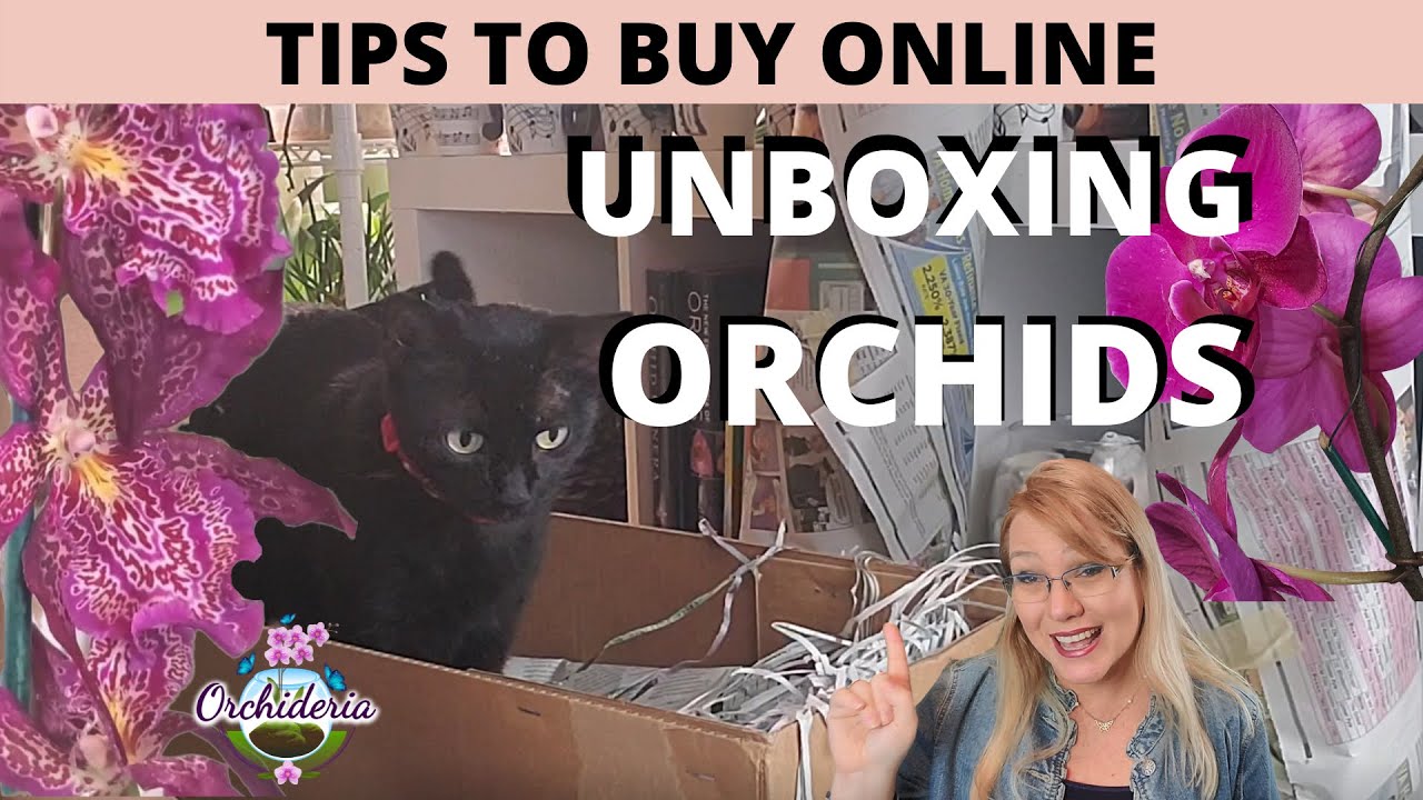 Tips, Secrets, and Hints of How to Buy Orchids Online