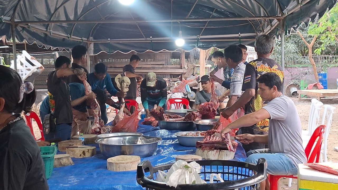 งานแต่งฝั่งลาวล้มวัวเป็นตัวเลย🇱🇦