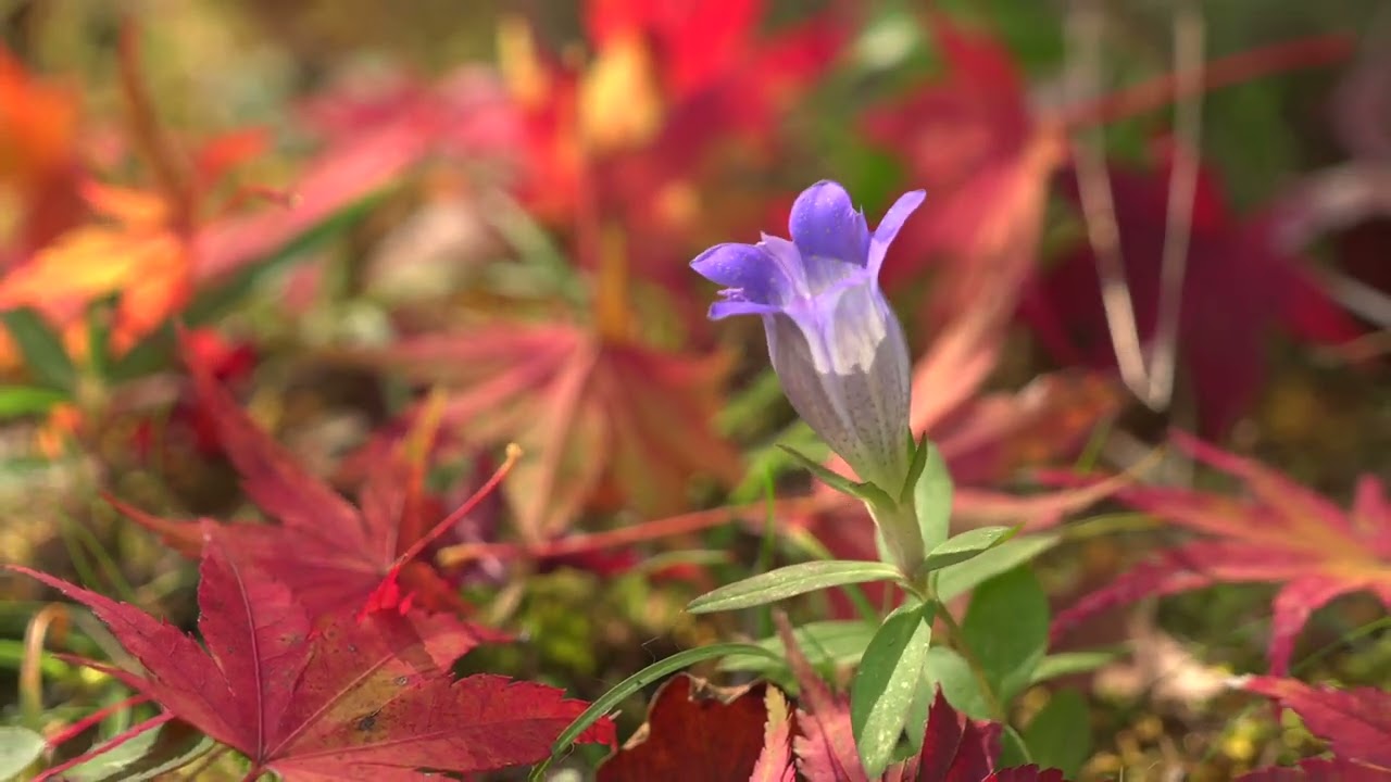 柳生の秋、撮影11月22日、ピアノ：川上ミネ