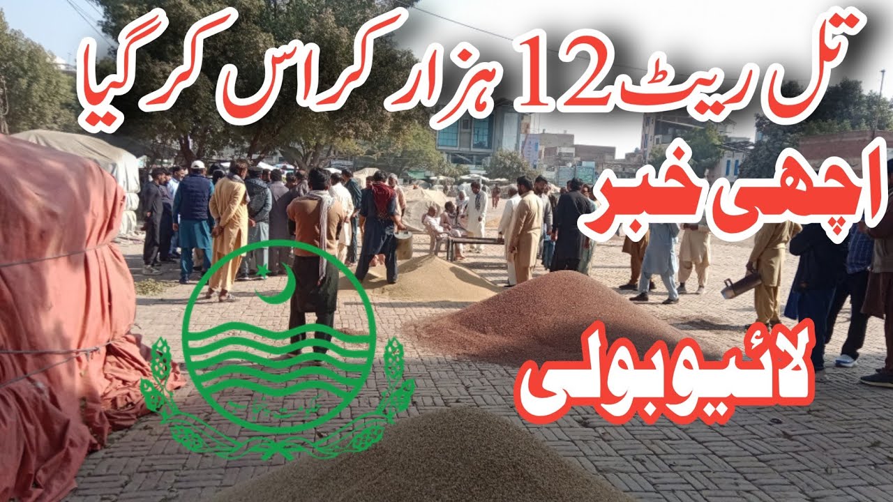 Rs.12000 Sesame Price Today! 😱 | Til Rate Today Pakistan | Latest Update 2026