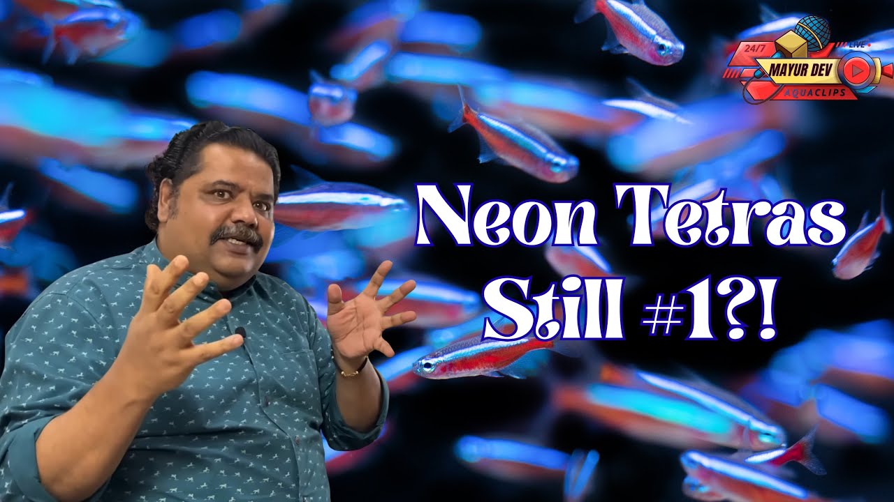 Why Neon Tetras STILL Rule Aquariums in 2025! (Shocking Truth Revealed)