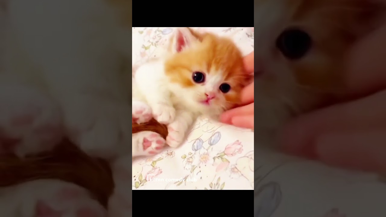 “Two Tiny Kittens Turn the Bed Into the Cutest Racing Track Ever!” 😍🐾