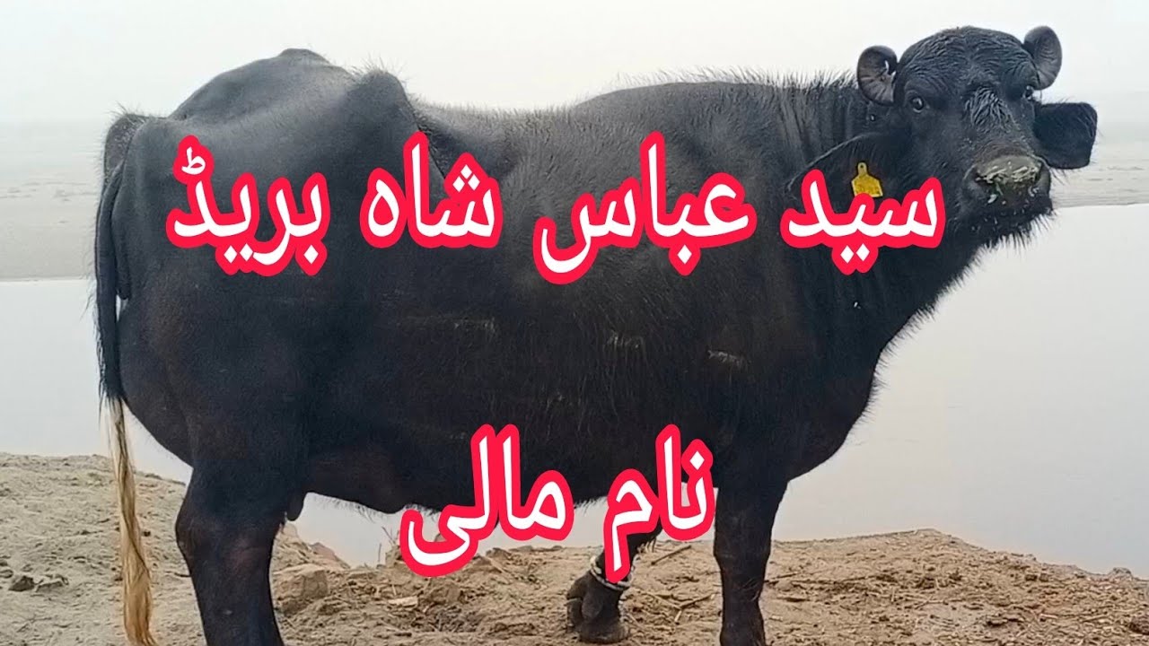 Top Neeli Ravi buffalo pakpattan Punjab TV