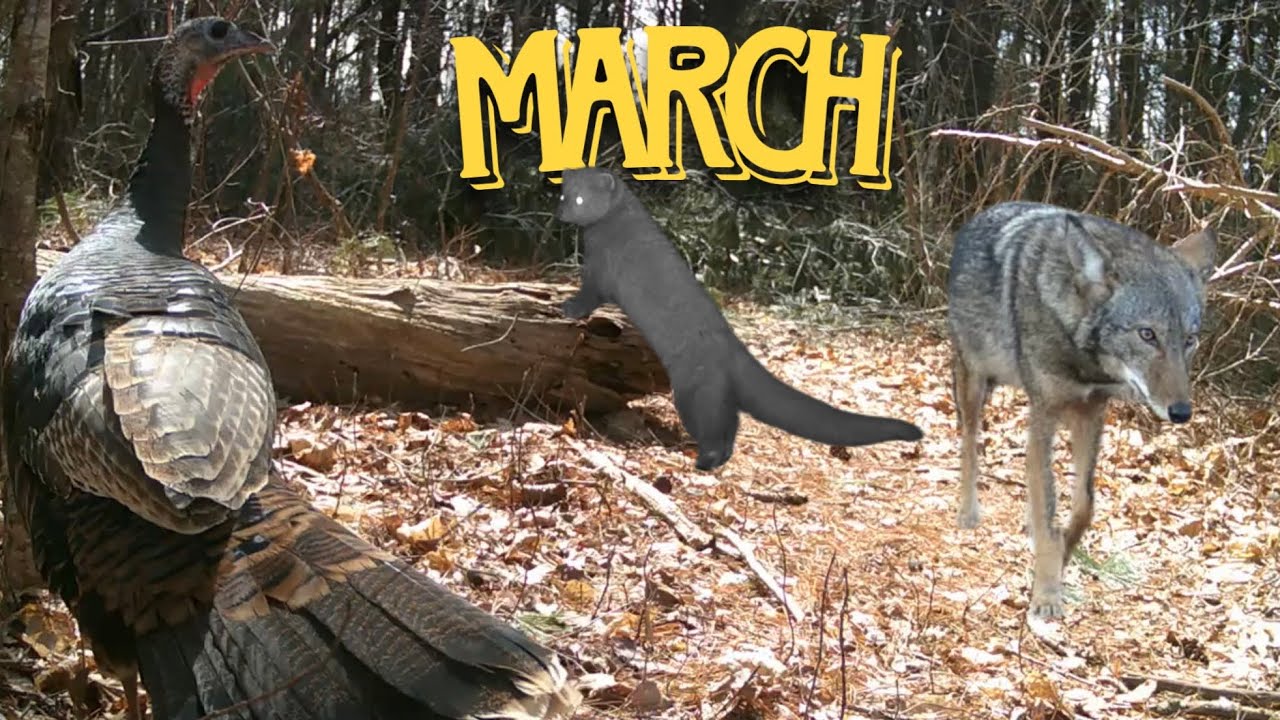Best Wildlife Trail Camera Footage of March 2025 (Massachusetts)