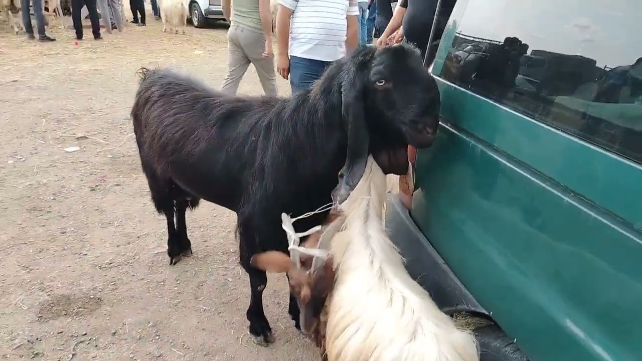 MAŞTAĞA. QOYUN. KEÇİ. MAL. BAZARI. 8.06.2025. 🇦🇿