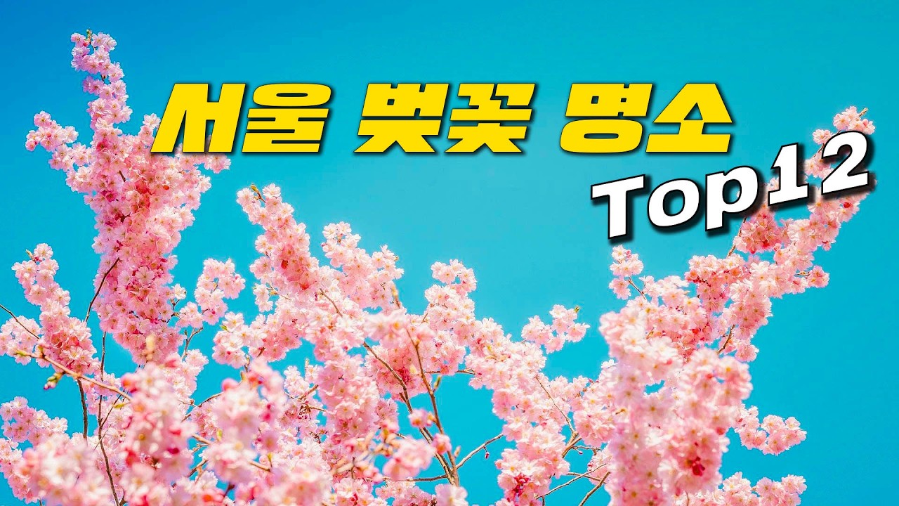 🌸2025년 벚꽃은 여기로 가보세요! 잘 알려지지 않은 곳부터 서울 대표 벚꽃 명소까지 서울에서 꼭 가봐야 하는 멋진 벚꽃 명소 12곳만 꼽았습니다.