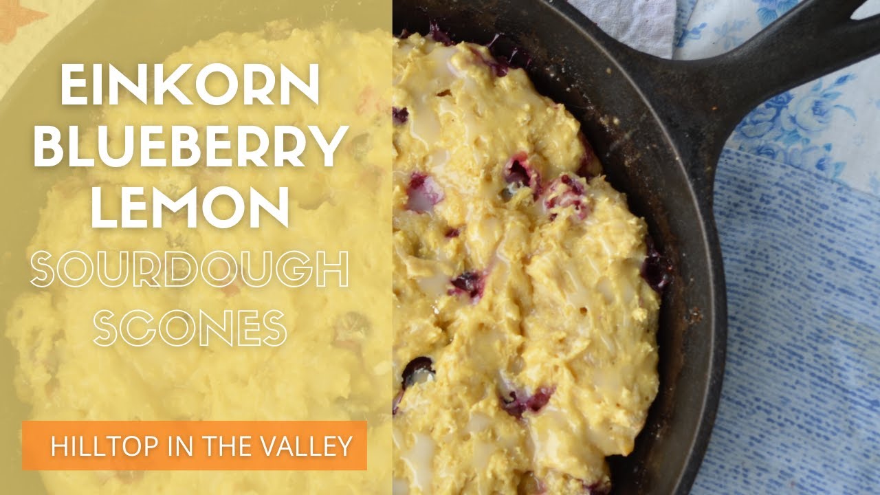 Simple Einkorn Blueberry Lemon Sourdough Scones | Einkorn Sourdough Recipe | Iron Pan Scones