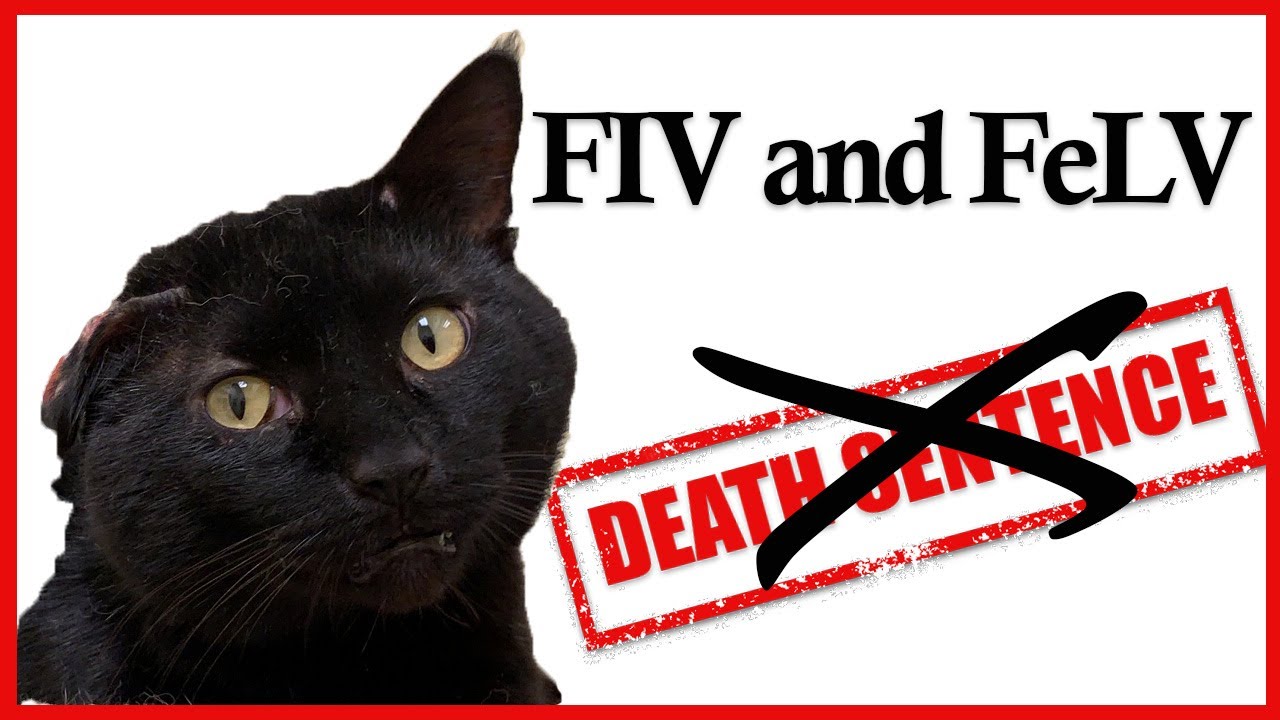 FIV и FeLV больше не смертный приговор