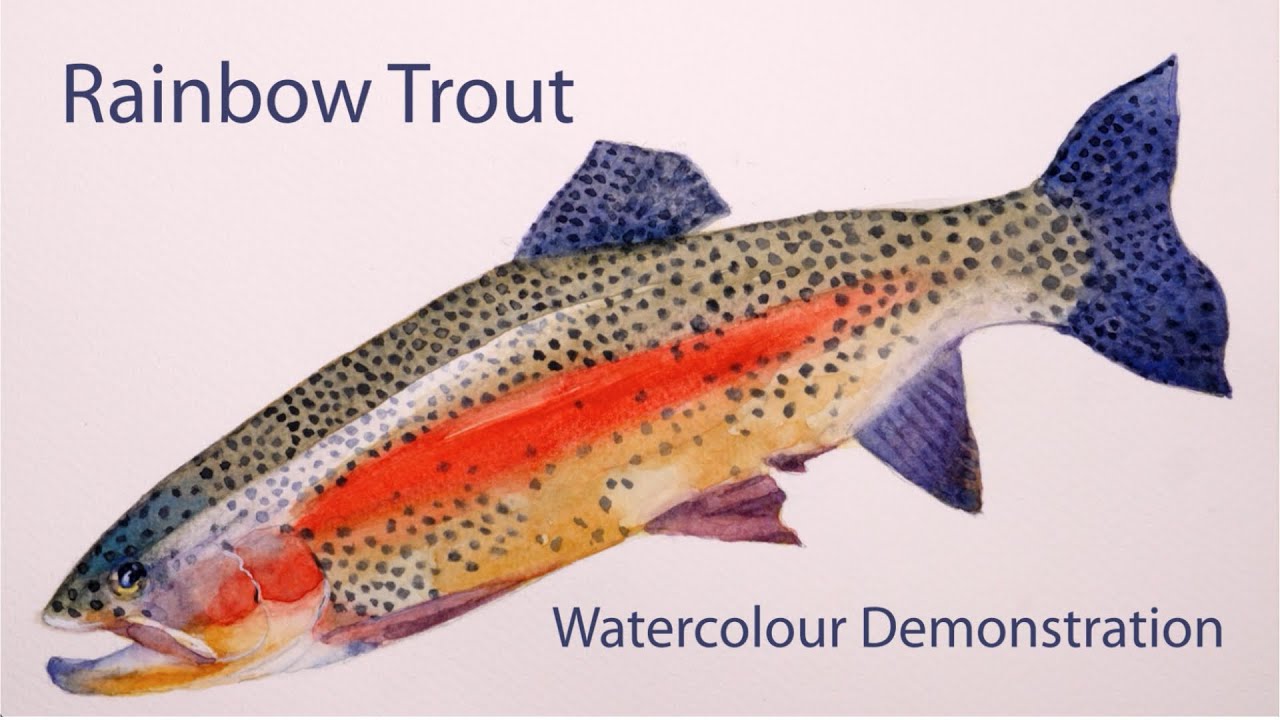 Watercolour painting demonstration, how to paint a Rainbow Trout