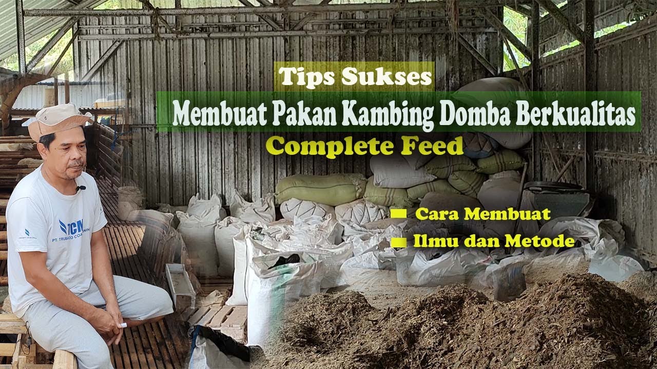 Tips Membuat Pakan ternak Kambing domba Modern Tanpa Angon Dan Tanpa Ngarit