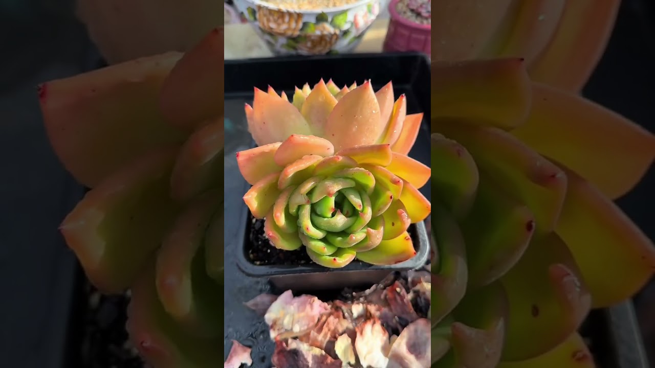 Soothing Succulent ASMR 🌿 | Gentle Gardening Sounds to Calm Your Mind