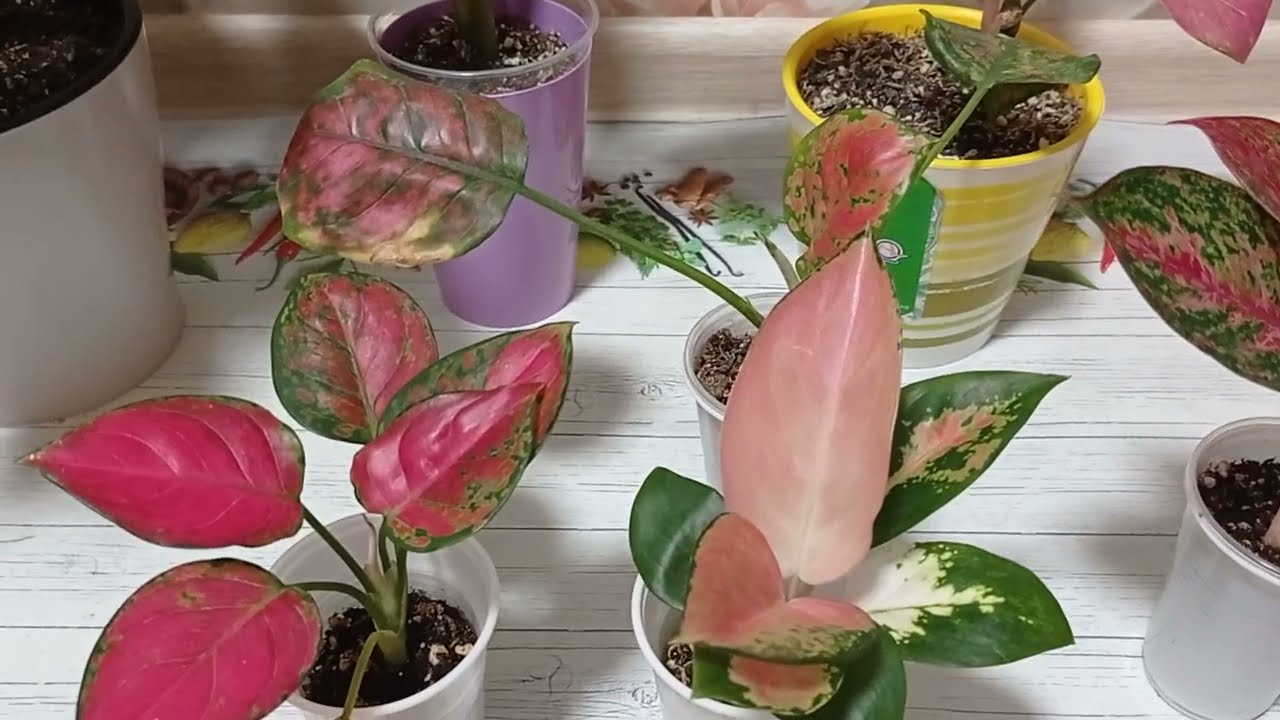 Комнатные растения/цветы. И снова аглаонемы. 