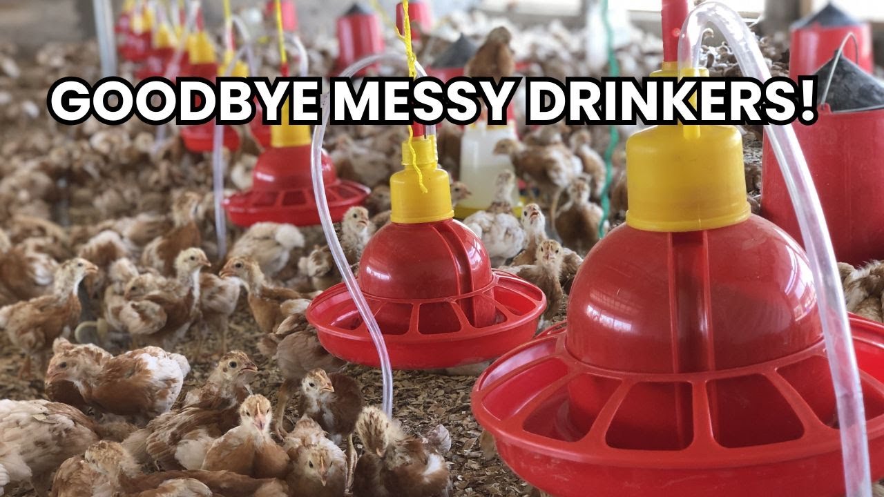 Why We Switched to Automatic Bell Drinkers and You Should TOO!