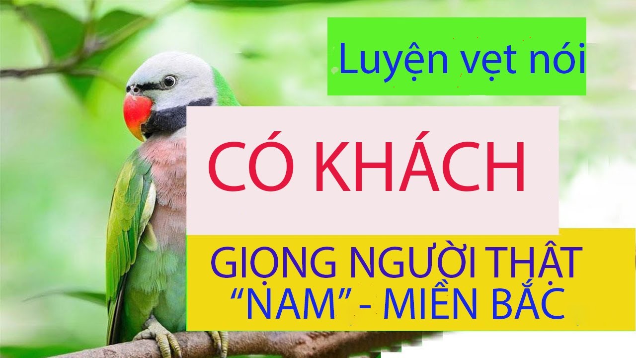 028. Dạy vẹt nói CÓ KHÁCH - giọng Nam, miền bắc - Vẹt nghe lâu dễ nói