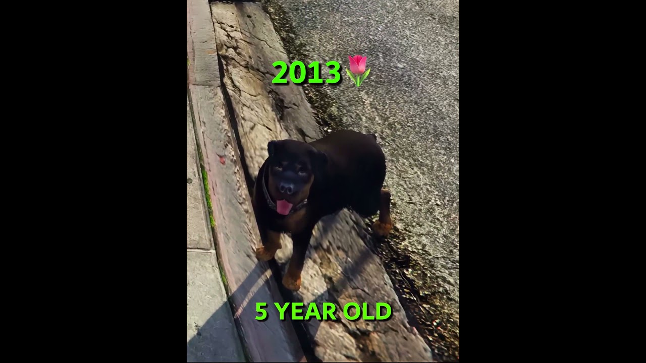 Chop&rsquo;s Life in GTA 5 &ndash; From Pup to the End 🐶💔