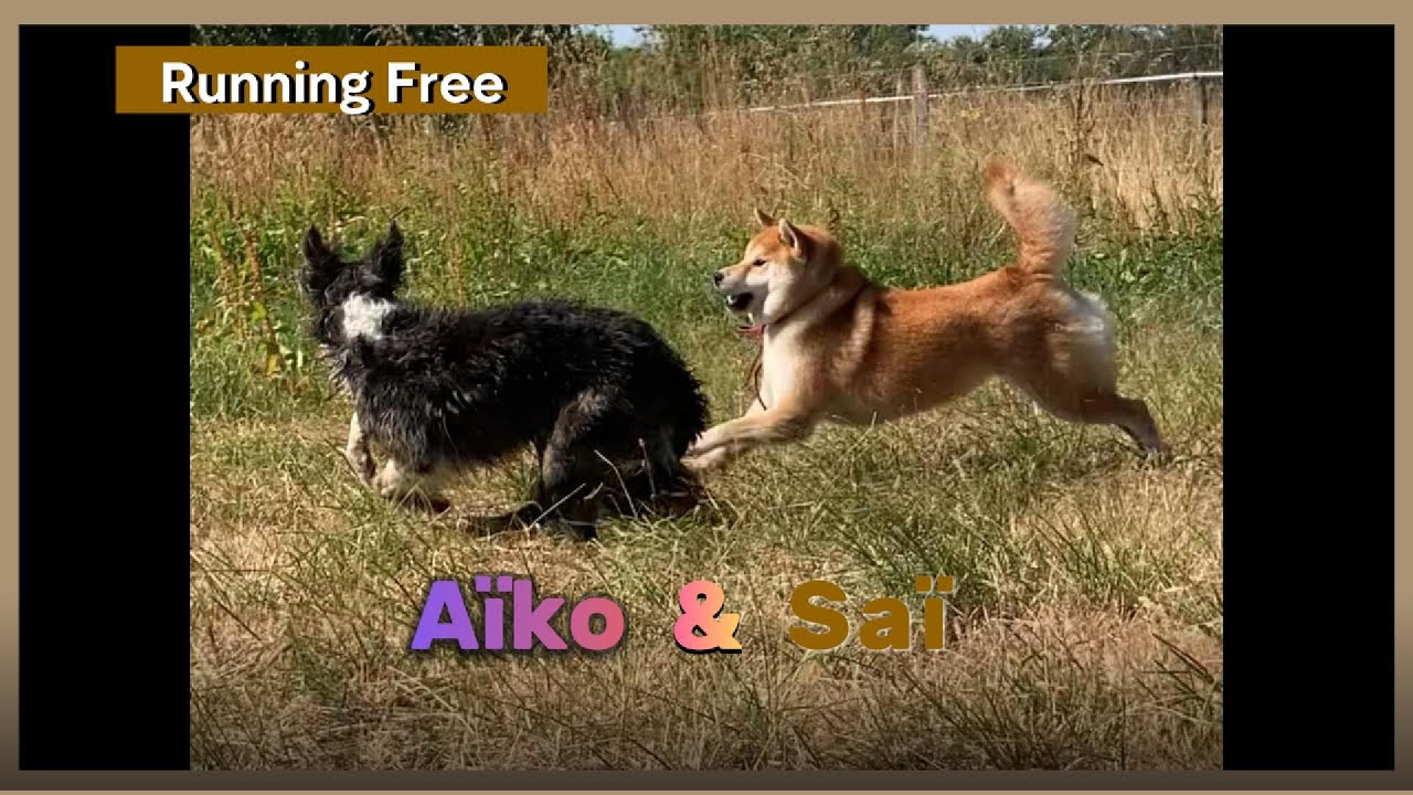 #ShibaSai | Saï & Aïko the Border Collie Mix: Running Free (Part 3)