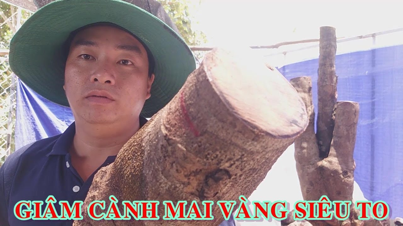 GIÂM CÀNH MAI SIÊU TO KHỔNG LỒ (MAI VÀNG - ẨM THỰC - CUỘC SỐNG