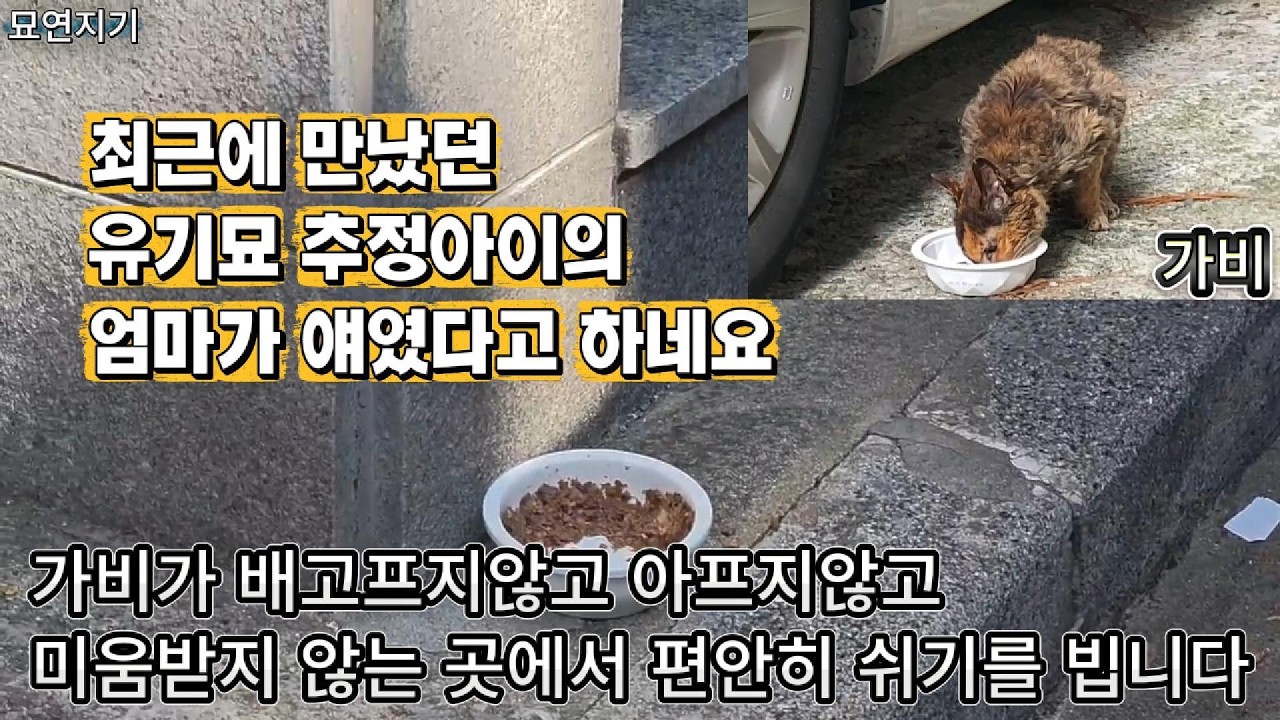 예전에 매일 몇 차례씩 찾아다니며 밥을 먹였던 아이의 소식을 우연히 듣게 되었습니다.
