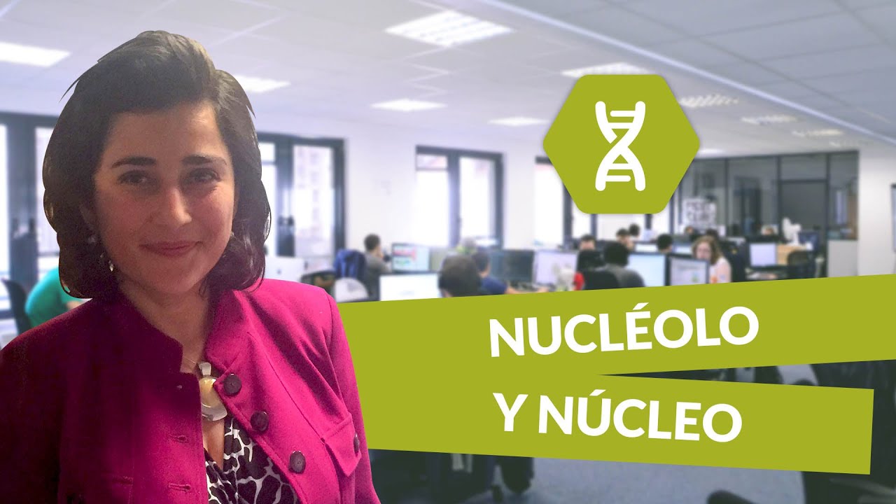 Nucl&eacute;olo y n&uacute;cleo - Biolog&iacute;a - digiSchool