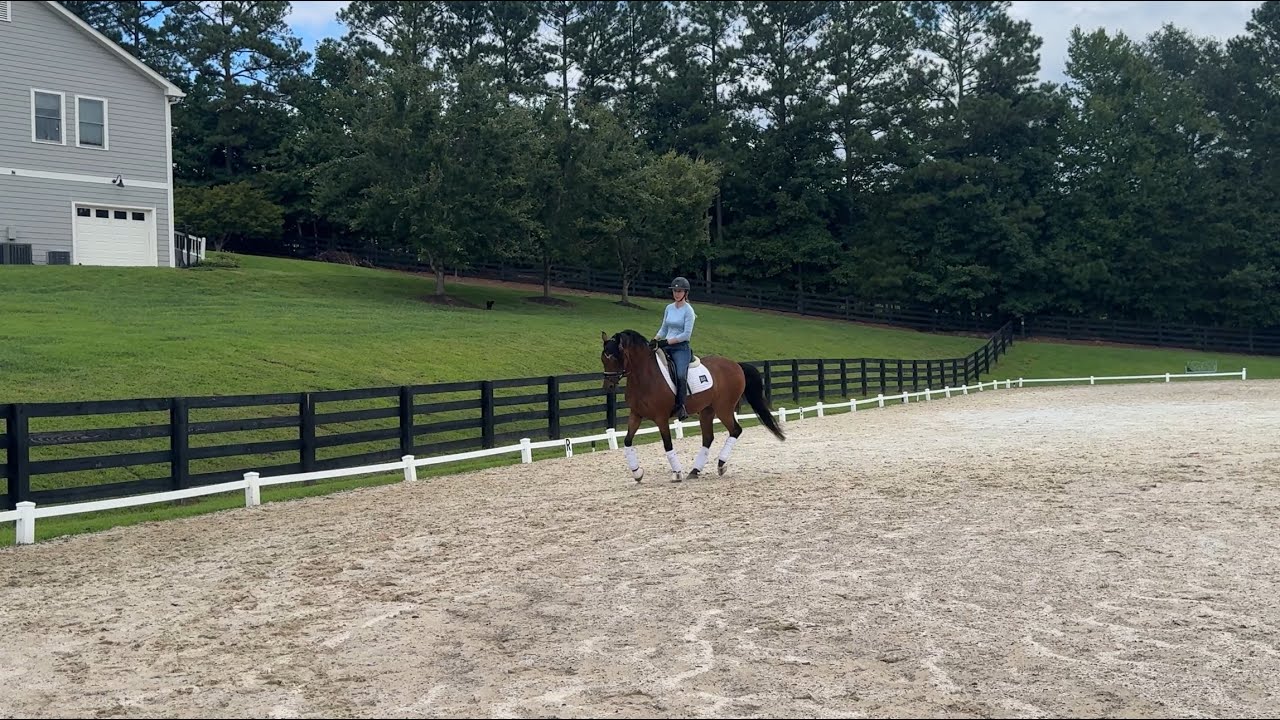 Sirius 1st/2nd level work - Transitions, Lateral Work, and Counter Canter with Adult Amateur Rider