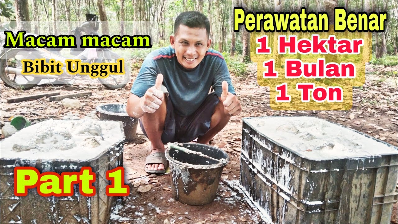 Petani karet harus percaya⁉️ Dengan metode yang pas pasti petani karet bisa berlipat ganda hasilnya