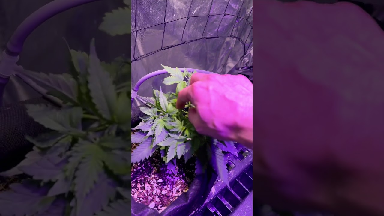 Week 3 Autoflower Update